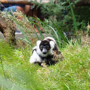 Black-and-white ruffed lemur (Varecia variegata variegata), 2019-08-11