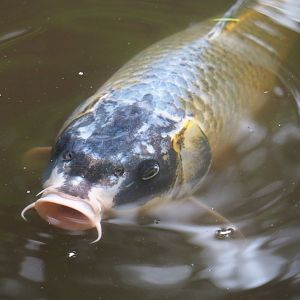 Koi (Cyprinus rubrofuscus), 2019-08-11