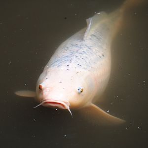 Koi (Cyprinus rubrofuscus), 2019-08-11