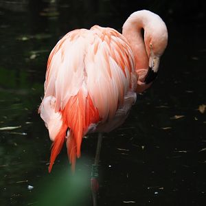 Chilean flamingo (Phoenicopterus chilensis), 2019-08-11
