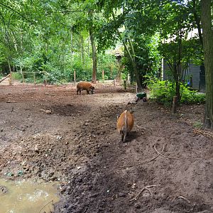 Red river hog exhibit, 2019-08-11