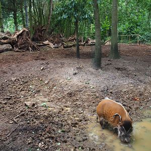 Red river hog exhibit, 2019-08-11