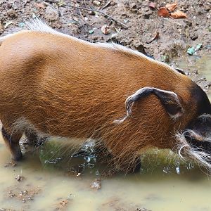 Red river hog (Potamochoerus porcus), 2019-08-11