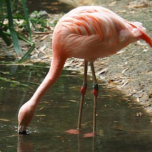 Chilean flamingo (Phoenicopterus chilensis), 2019-08-11