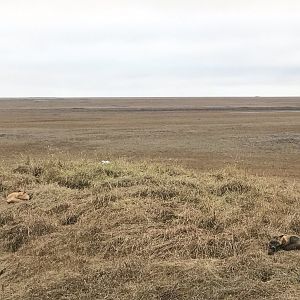Red Fox litter-mates.  Alaska