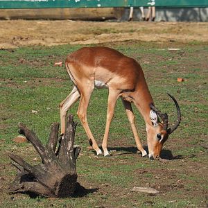 Male impala (Aepyceros melampus melampus), 2019-08-04