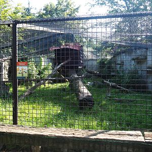Mountain lion exhibit, 2019-08-04