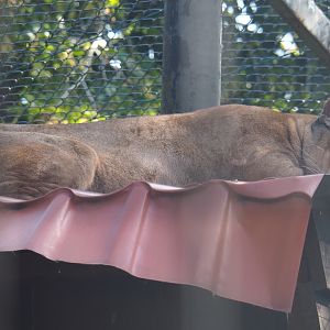 Sleeping mountain lion (Puma concolor), 2019-08-04