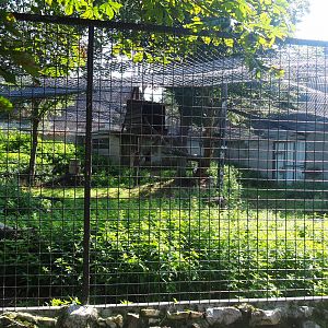 Snow leopard exhibit, 2019-08-04