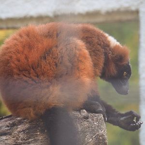 Red ruffed lemur (Varecia rubra), 2019-08-04