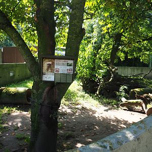 Striped skunk exhibit, 2019-08-04