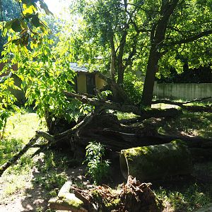 Striped skunk exhibit, 2019-08-04
