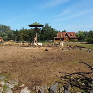Savanna exhibit, 2019-08-04