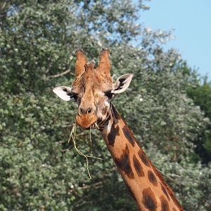 Rothschild's giraffe (Giraffa camelopardalis rothschildi), 2019-08-04