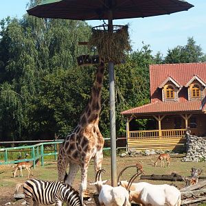 Savanna exhibit feeding station, 2019-08-04