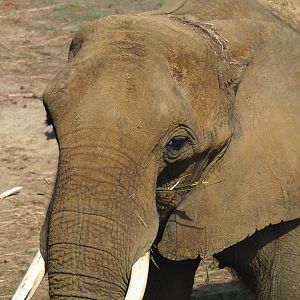 African bush elephant (Loxodonta africana), 2019-08-04