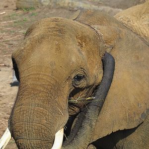 African bush elephant (Loxodonta africana), 2019-08-04