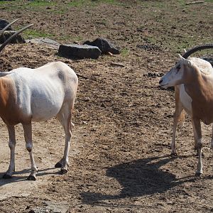 Scimitar-horned oryxes (Oryx dammah), 2019-08-04