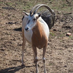 Scimitar-horned oryxes (Oryx dammah), 2019-08-04