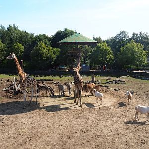Savanna exhibit, 2019-08-04