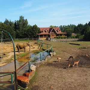 African bush elephant paddock and savanna exhibit, 2019-08-04