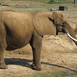 African bush elephant (Loxodonta africana), 2019-08-04