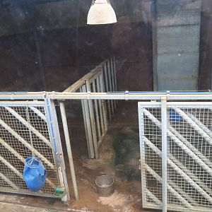 African bush elephant stables, 2019-08-04