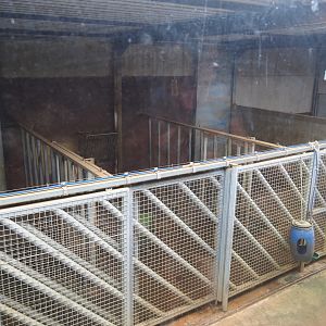 African bush elephant stables, 2019-08-04