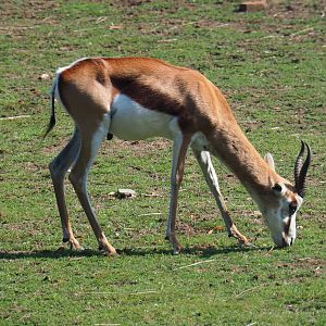 Springbok (Antidorcas marsupialis), 2019-08-04