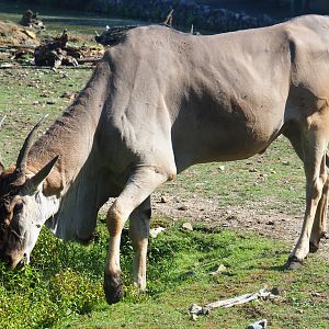 Common eland bull (Taurotragus oryx), 2019-08-04