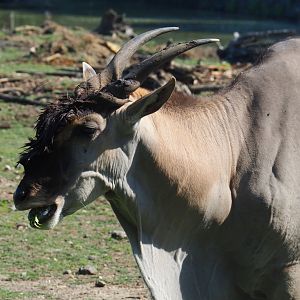 Common eland bull (Taurotragus oryx), 2019-08-04