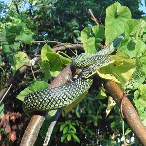Paradise Flying Snake