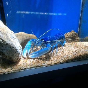 A bit cruel enclosure for a lobster (Homarus gammarus)