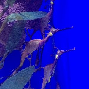 Weedy seadragons (Phyllopteryx taeniolatus)