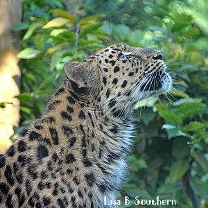Amur Leopard
