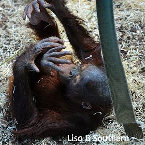Bornean Orangutan