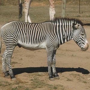 Grevy's Zebra