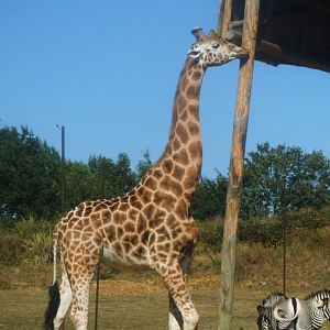 Giraffe