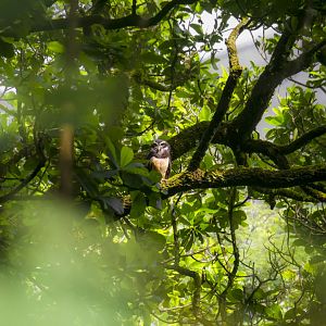 Spectacled owl, Pulsatrix perspicillata chapmani