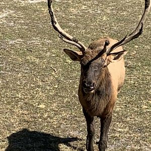 Elk