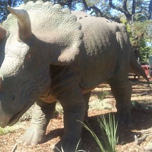 "Triceratops" animatronic
