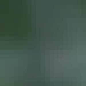 America black bears 'cubs'