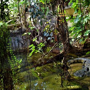 Tiergarten Schonbrunn croc enclosure