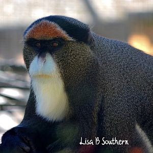 De Brazza's Monkey