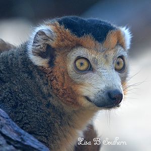 Crowned Lemur
