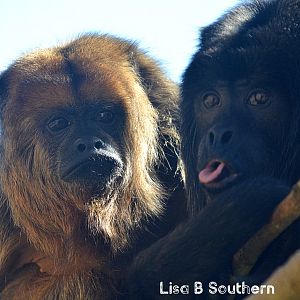 Black And Gold Howler Monkeys