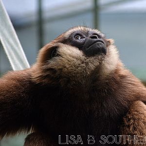 Agile Gibbon