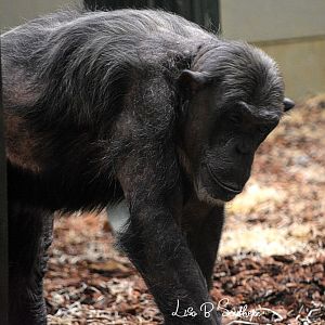 Chimpanzee