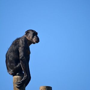 Chimpanzee
