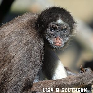 Variegated Spider Monkey
